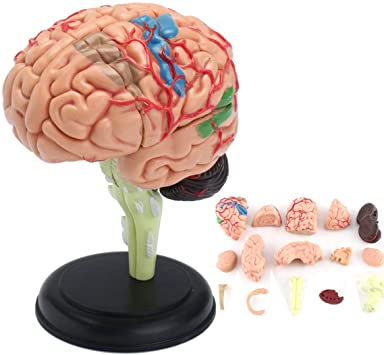 4D Human Anatomy Brain Model by TEDCO 1