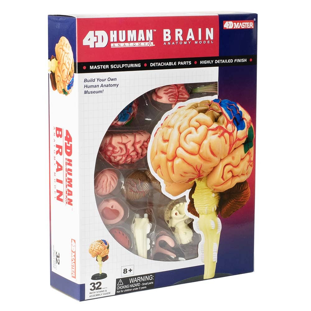 4D Human Anatomy Brain Model by TEDCO