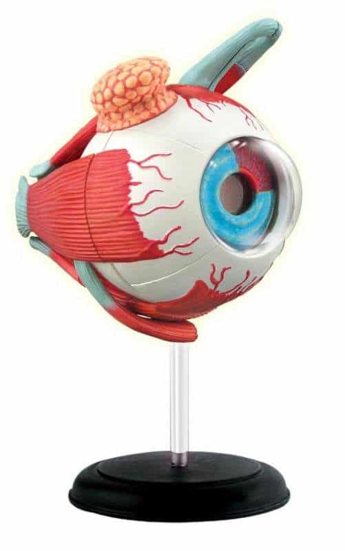4D Human Anatomy Eyeball Model by TEDCO 1