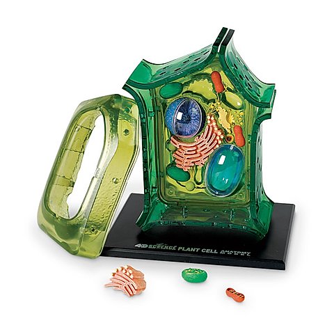 4D Science Plant Cell Model by TEDCO 1