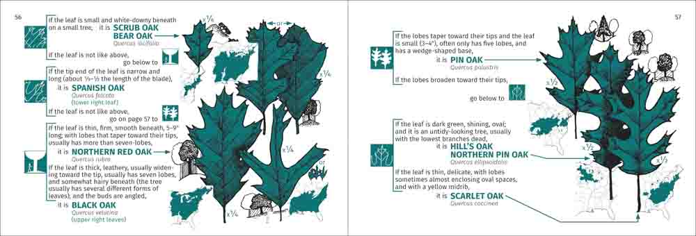 Tree Finder: A Manual for Identification of Trees by their Leaves (Eastern US) by Adventure Publications