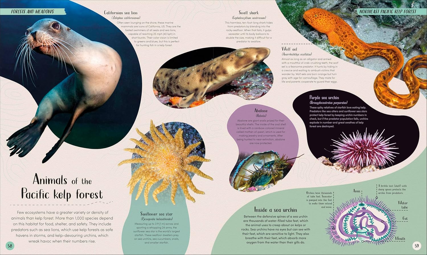 Ocean: Dive In and Discover the World Beneath the Waves by DK Publishing