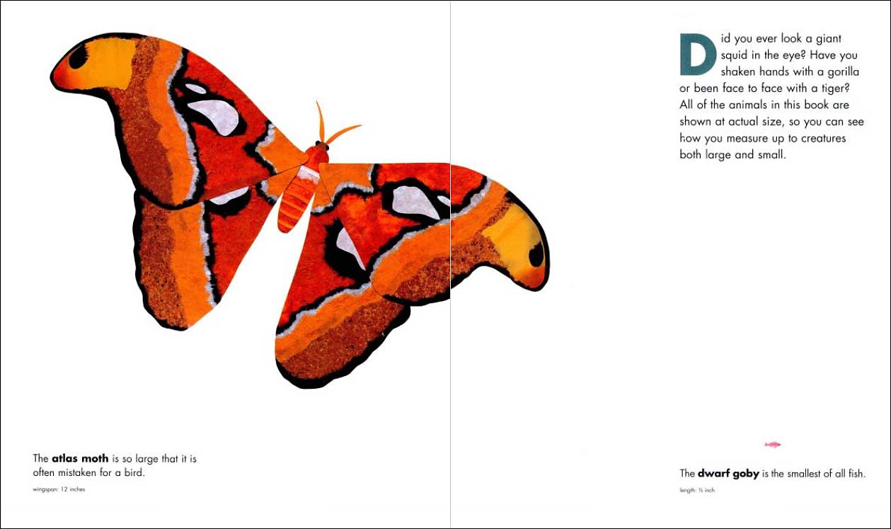 Actual Size by Houghton Mifflin 1