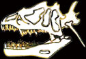 Allosaurus Skull Pin by WM Spear Designs