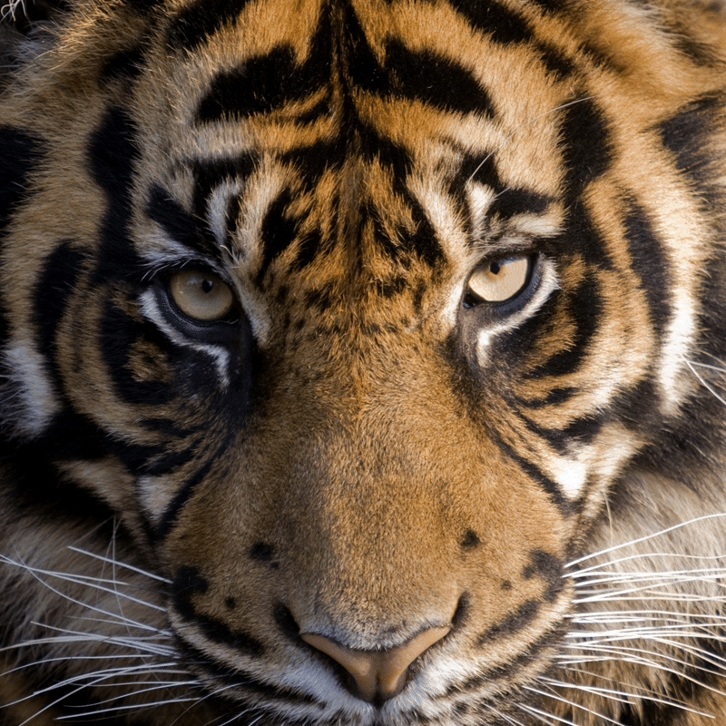 Amur Tiger Wooden Puzzle by Zen Puzzles