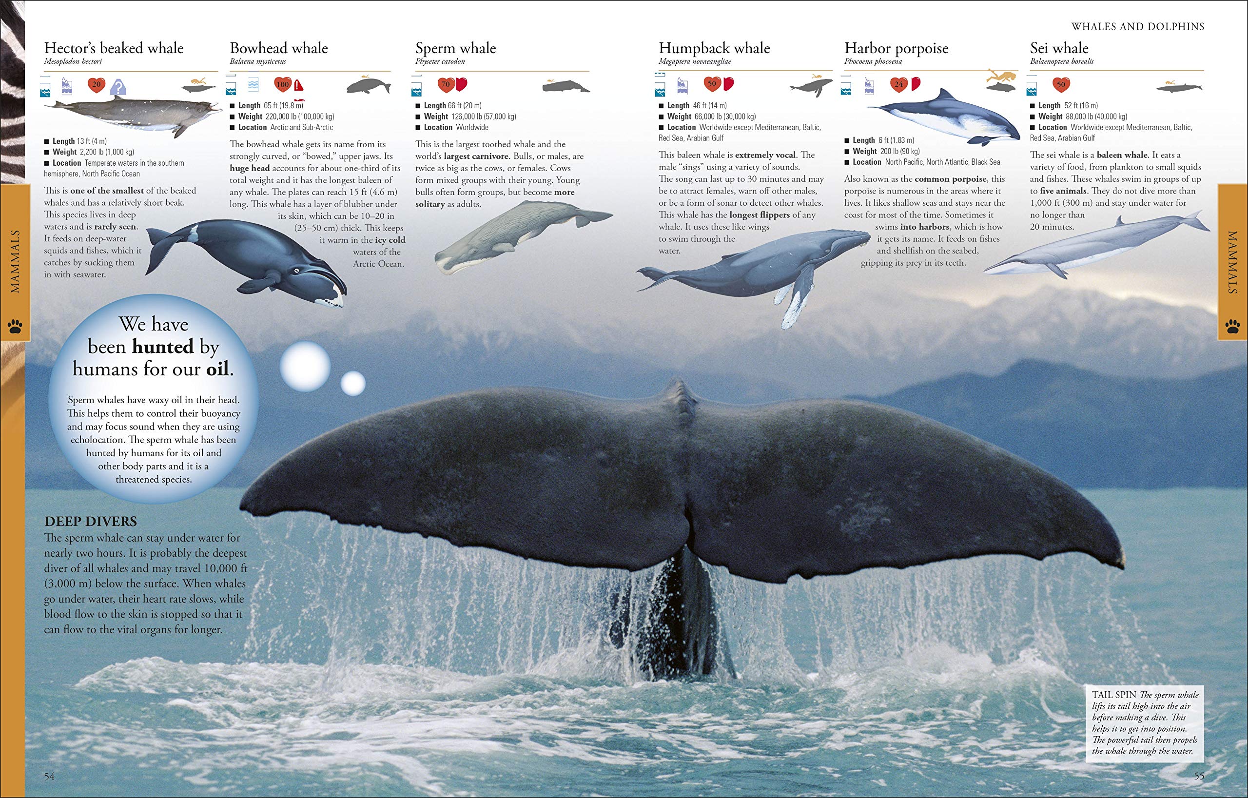 Animals A Visual Encyclopedia by Dorling Kindersley 1