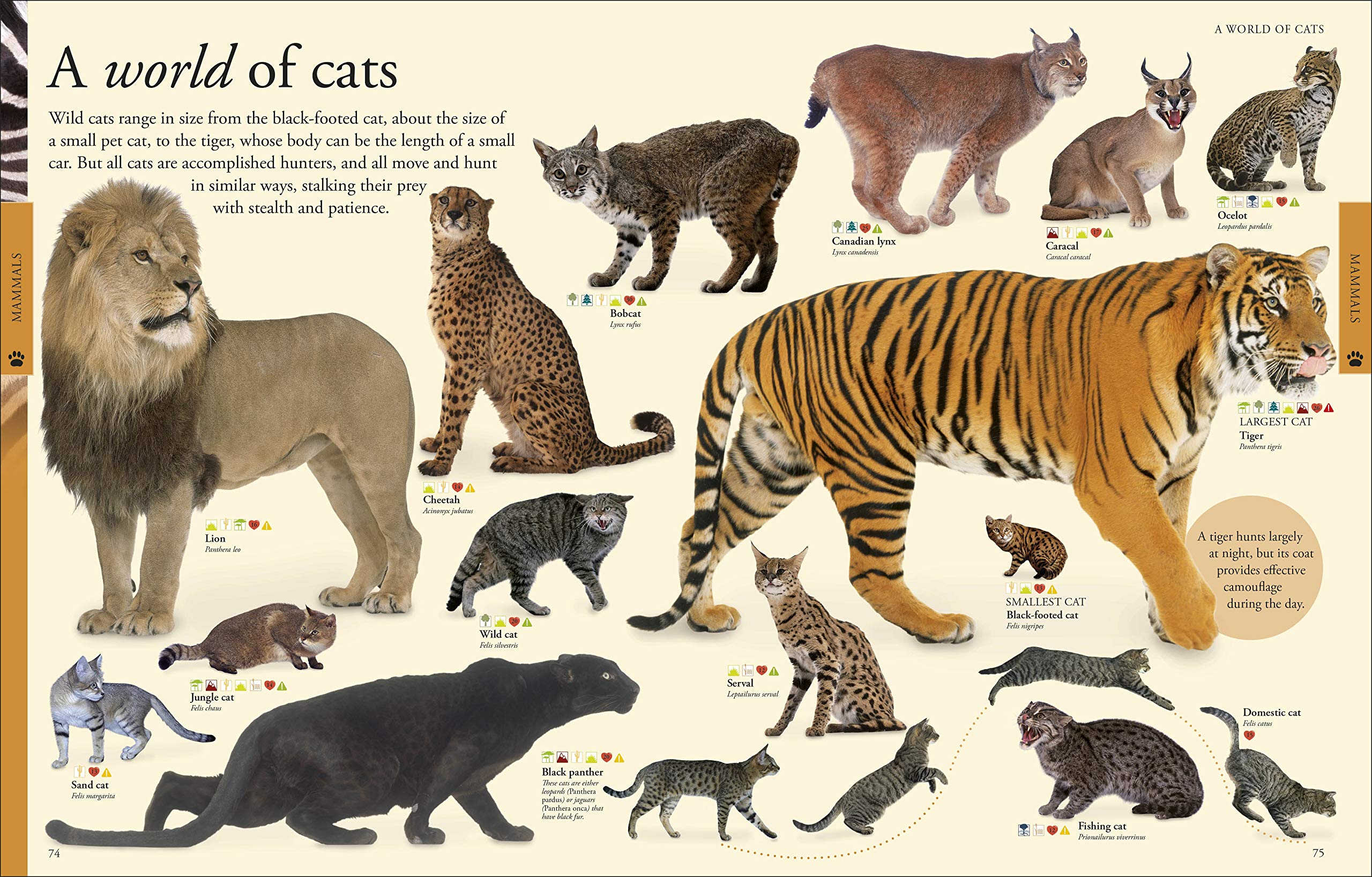 Animals A Visual Encyclopedia by Dorling Kindersley 2