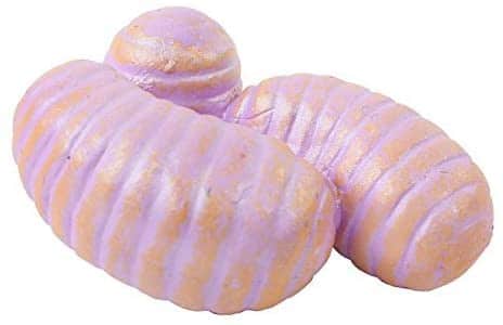 Ant Life Cycle by Insect Lore 3