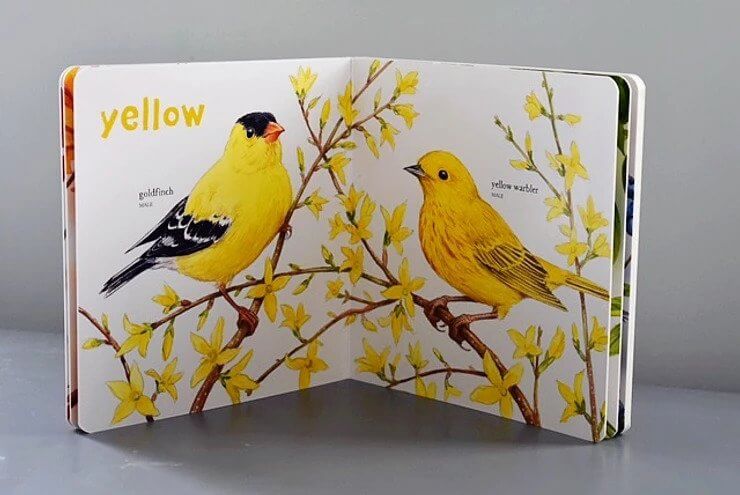 Babys First Book of Birds Colors by Charlesbridge 3