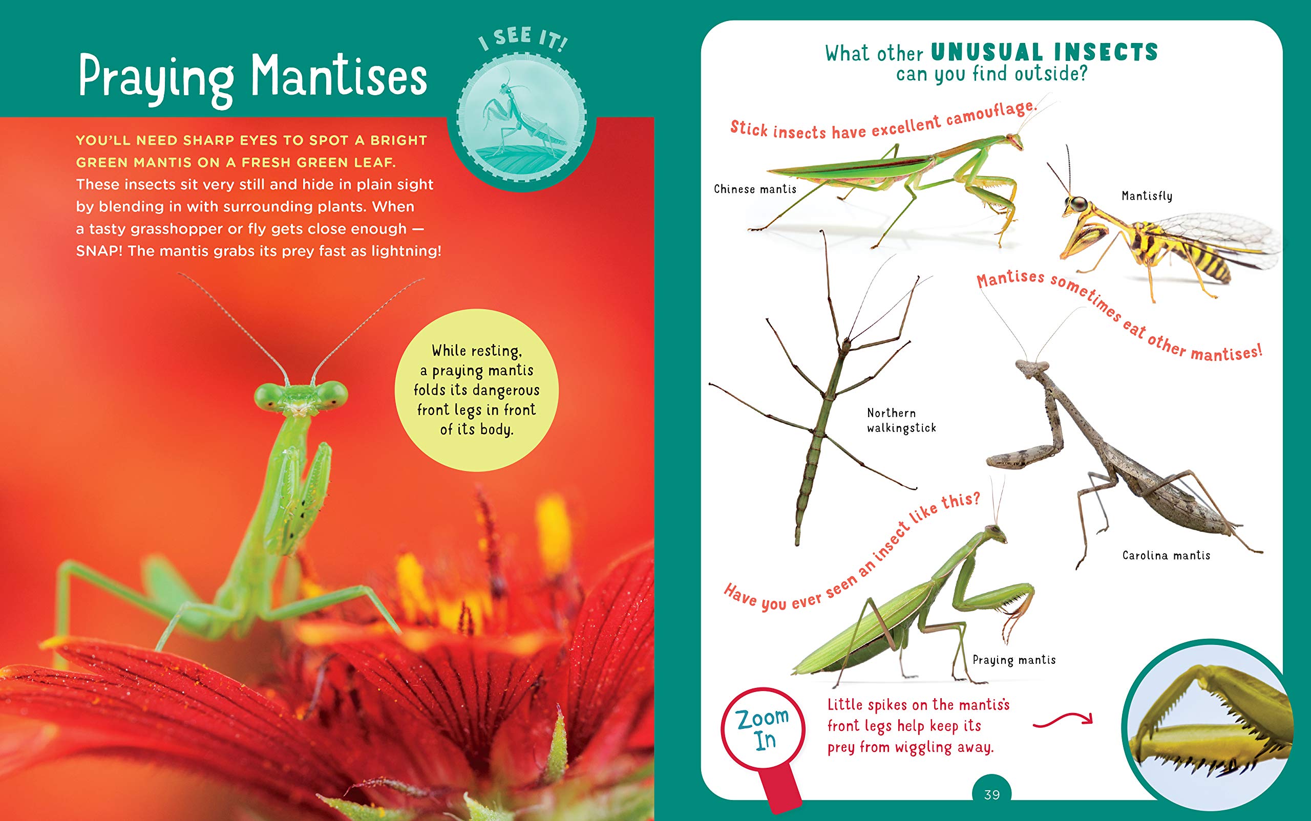 Backpack Explorer Bug Hunt by Workman Publishing 3