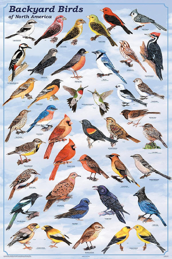 Backyard Birds of North America Laminated Poster by Feenixx