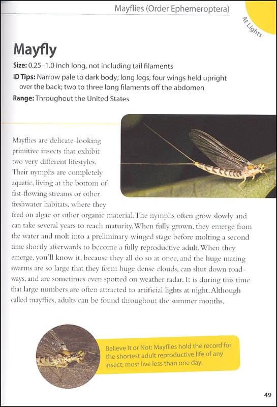 Backyard Bugs An Identification Guide to Common Insects Spiders and More by Adventure Publications 7