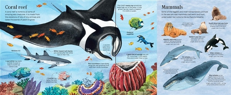 Big Book of Sea Creatures by Usborne 1
