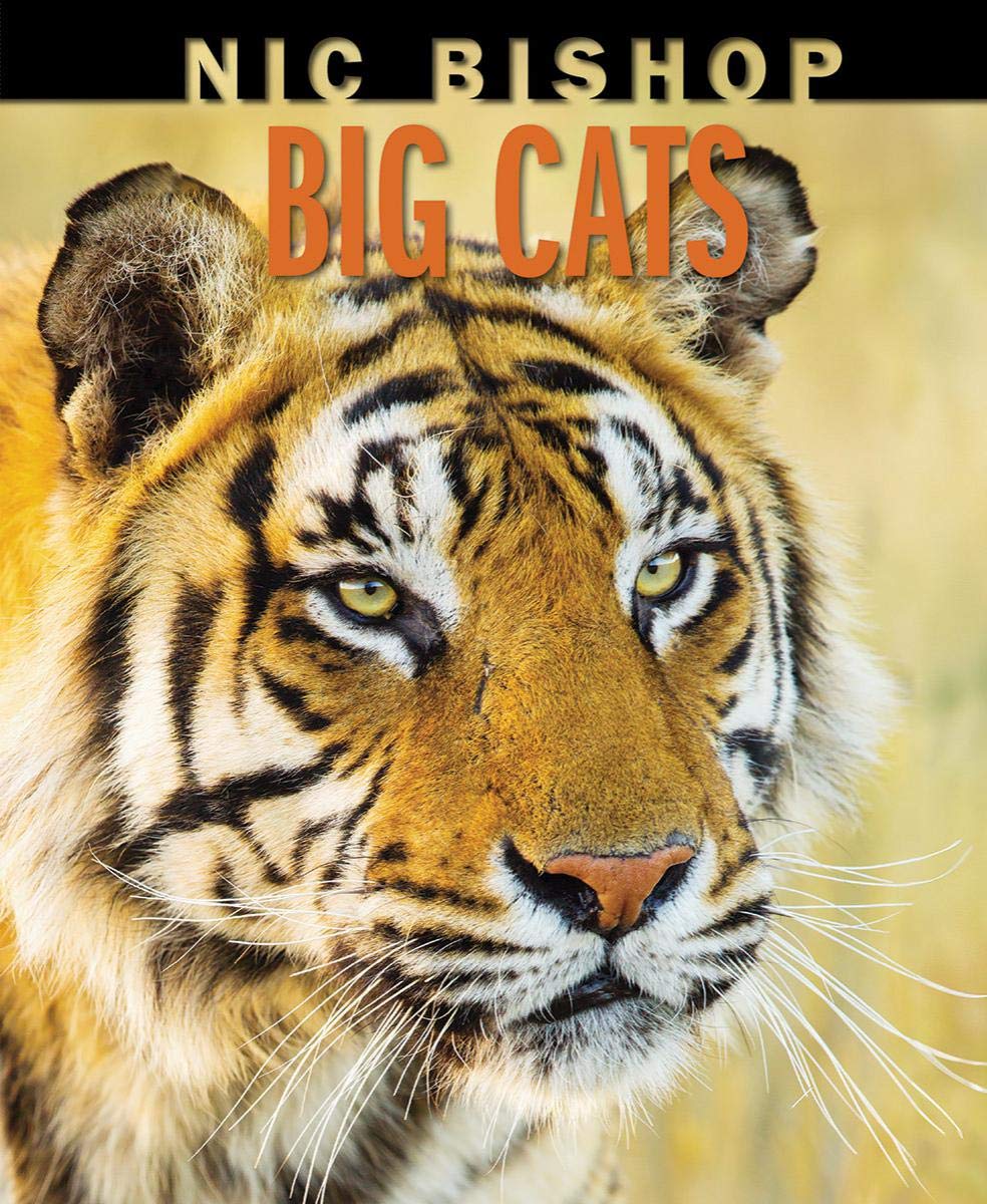 Big Cats-by-Scholastic