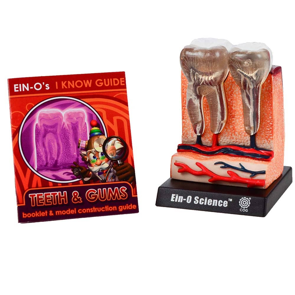 Bio Signs Teeth by TEDCO