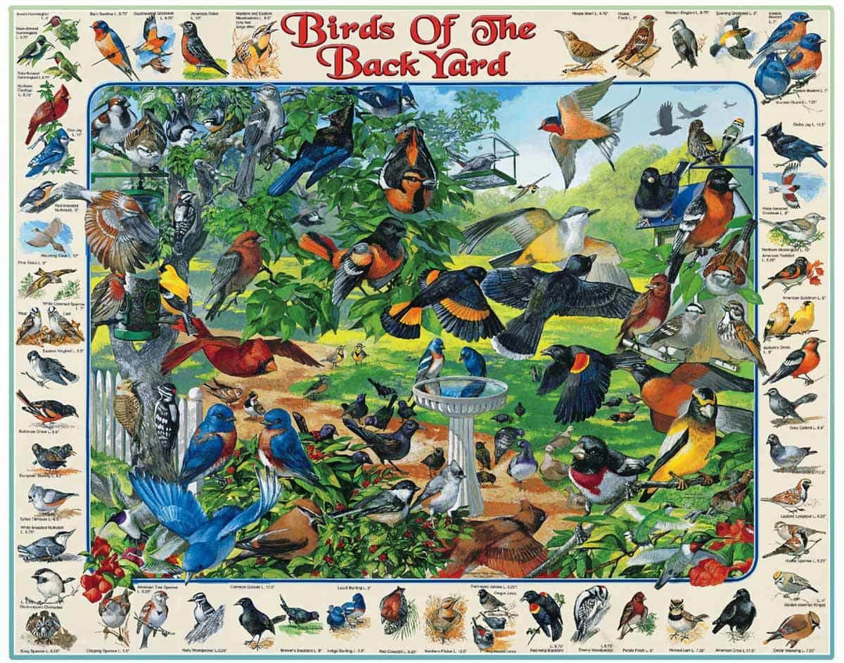 Birds of the Back Yard 1000pc Puzzle by White Mountain Puzzles 1