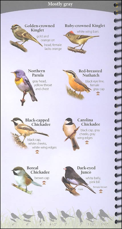 Birds of the Northeast Your Way to Easily Identify Backyard Birds by Adventure Publications 3
