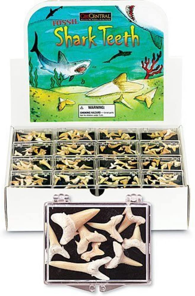 Box of Fossilized Sharks Teeth by GeoCentral