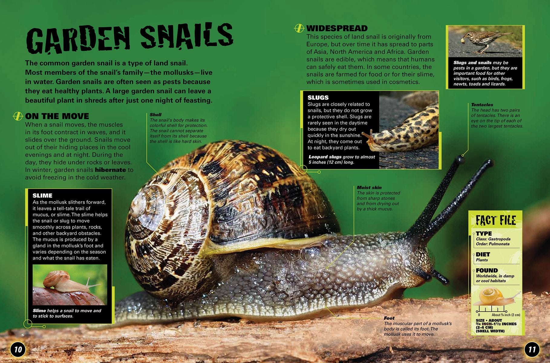 Bugs in the Backyard by Firefly Books 2