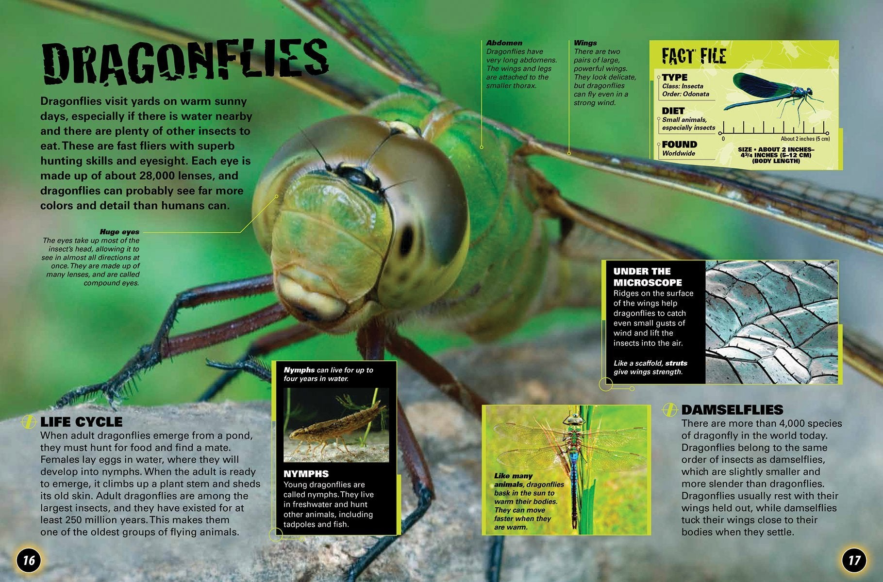 Bugs in the Backyard by Firefly Books 3