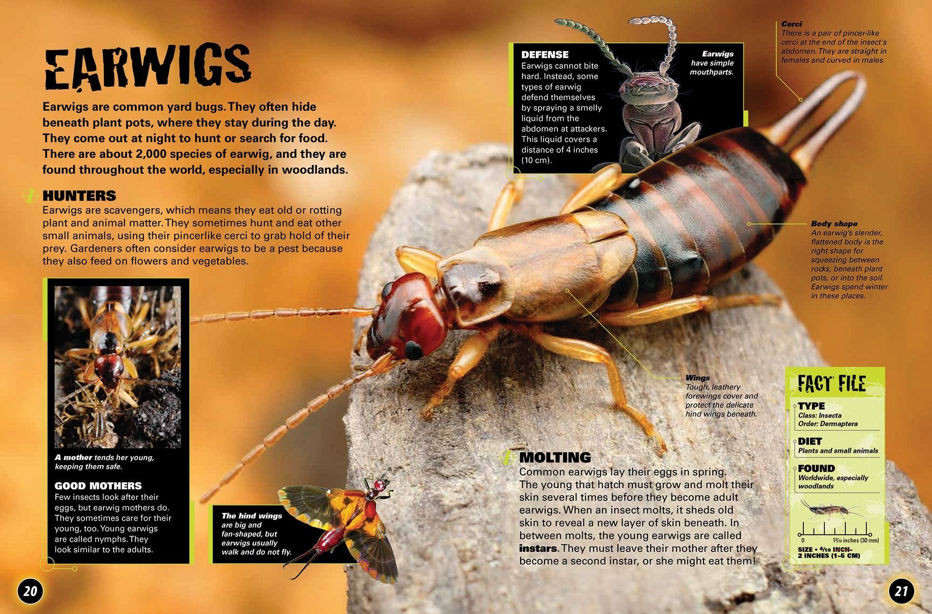 Bugs in the Backyard by Firefly Books 4