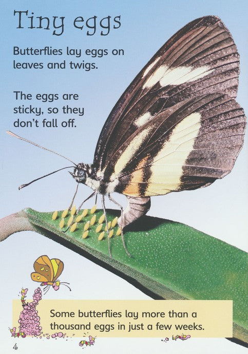 Caterpillars and Butterflies Usborne Beginners by Usborne 3