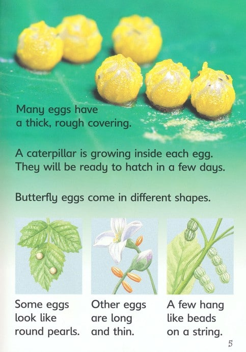 Caterpillars and Butterflies Usborne Beginners by Usborne 4