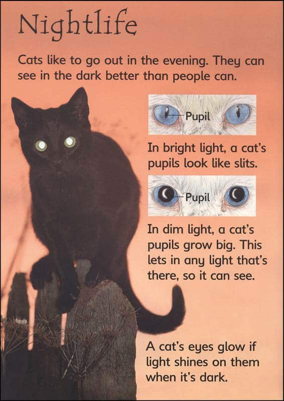 Cats Usborne Beginners by Usborne 2