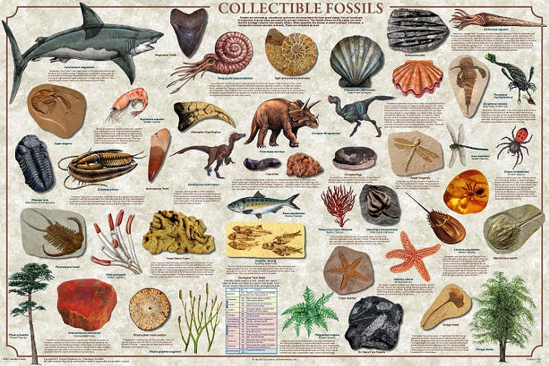 Collectible Fossils Laminated Poster by Feenixx
