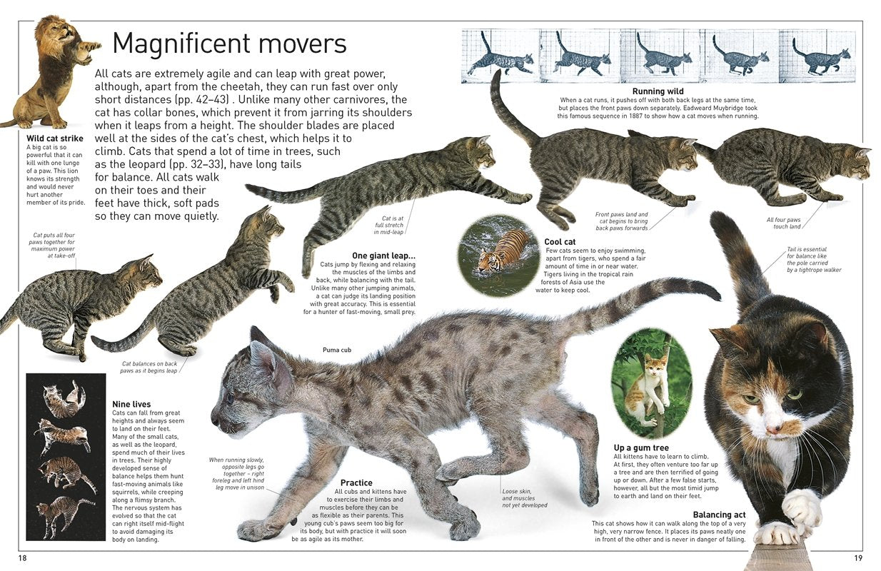 DK Eyewitness Books Cat by Dorling Kindersley 1