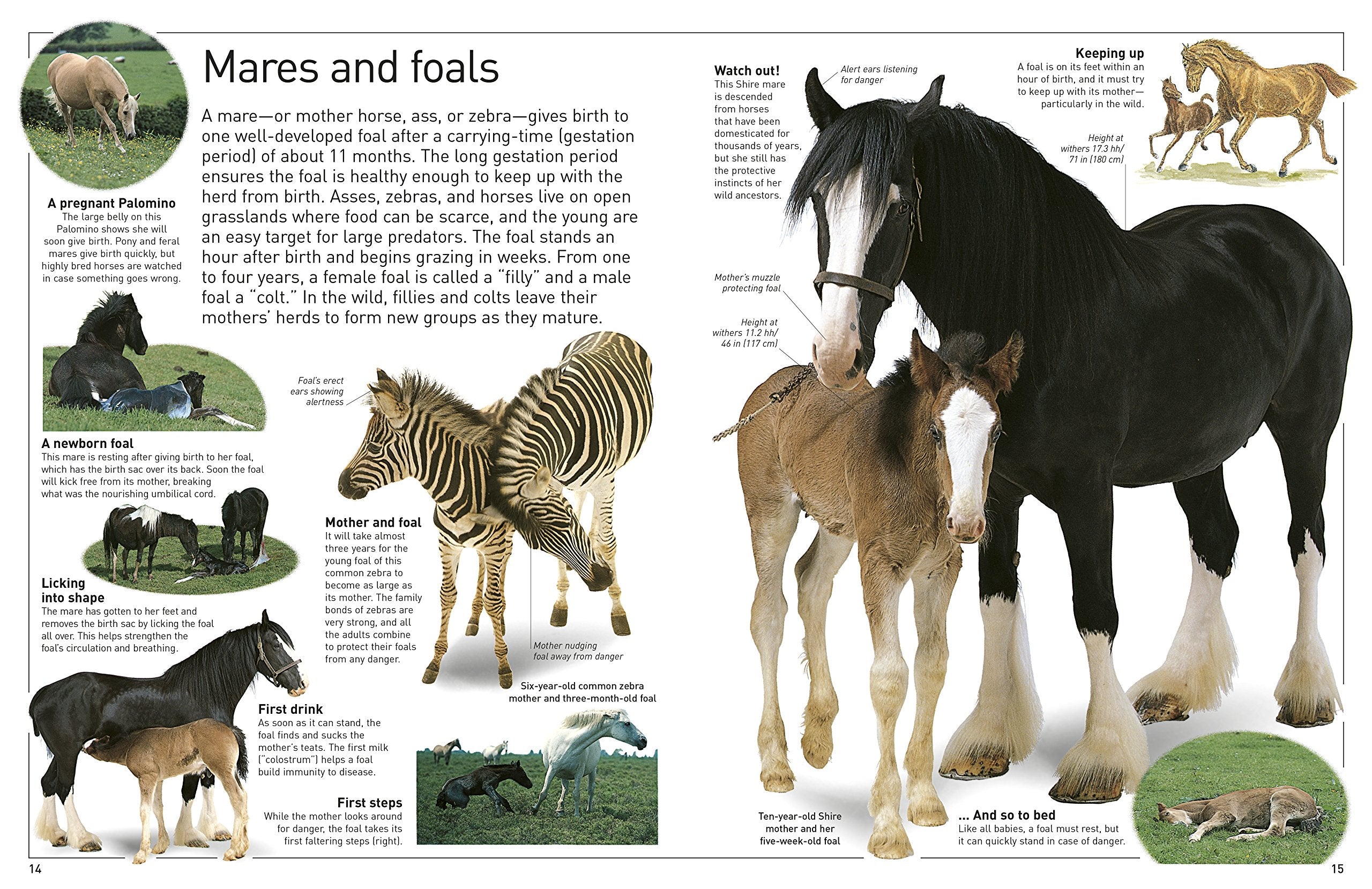 DK Eyewitness Books Horse by Dorling Kindersley 1