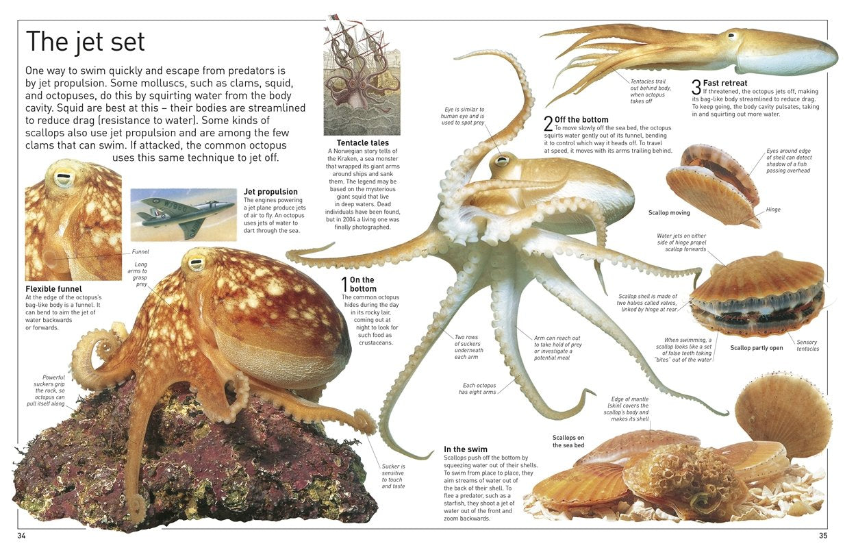 DK Eyewitness Books Ocean by Dorling Kindersley 1