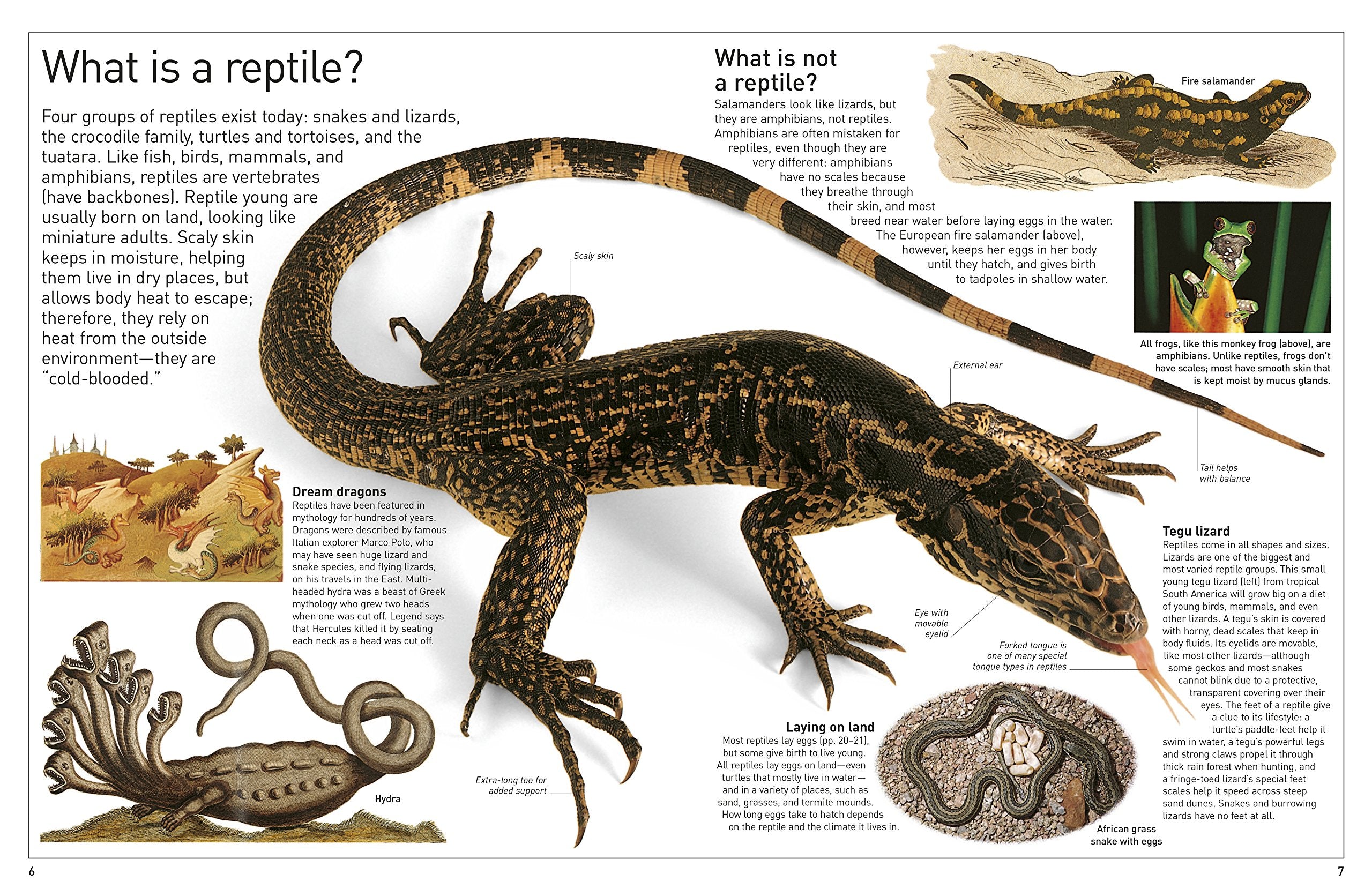 DK Eyewitness Books Reptile by Dorling Kindersley 1