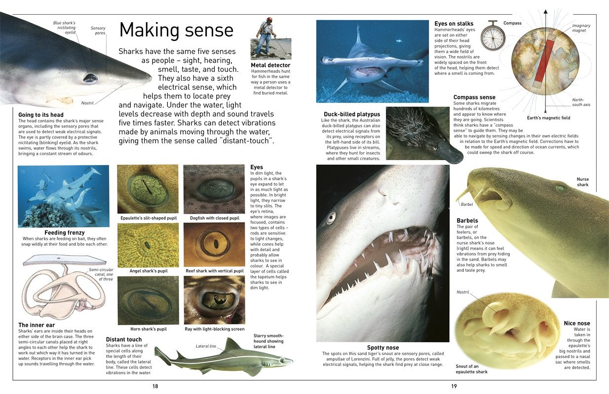 DK Eyewitness Books Shark by Dorling Kindersley 1