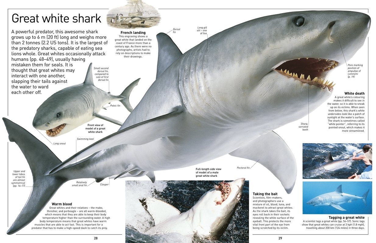DK Eyewitness Books Shark by Dorling Kindersley 2