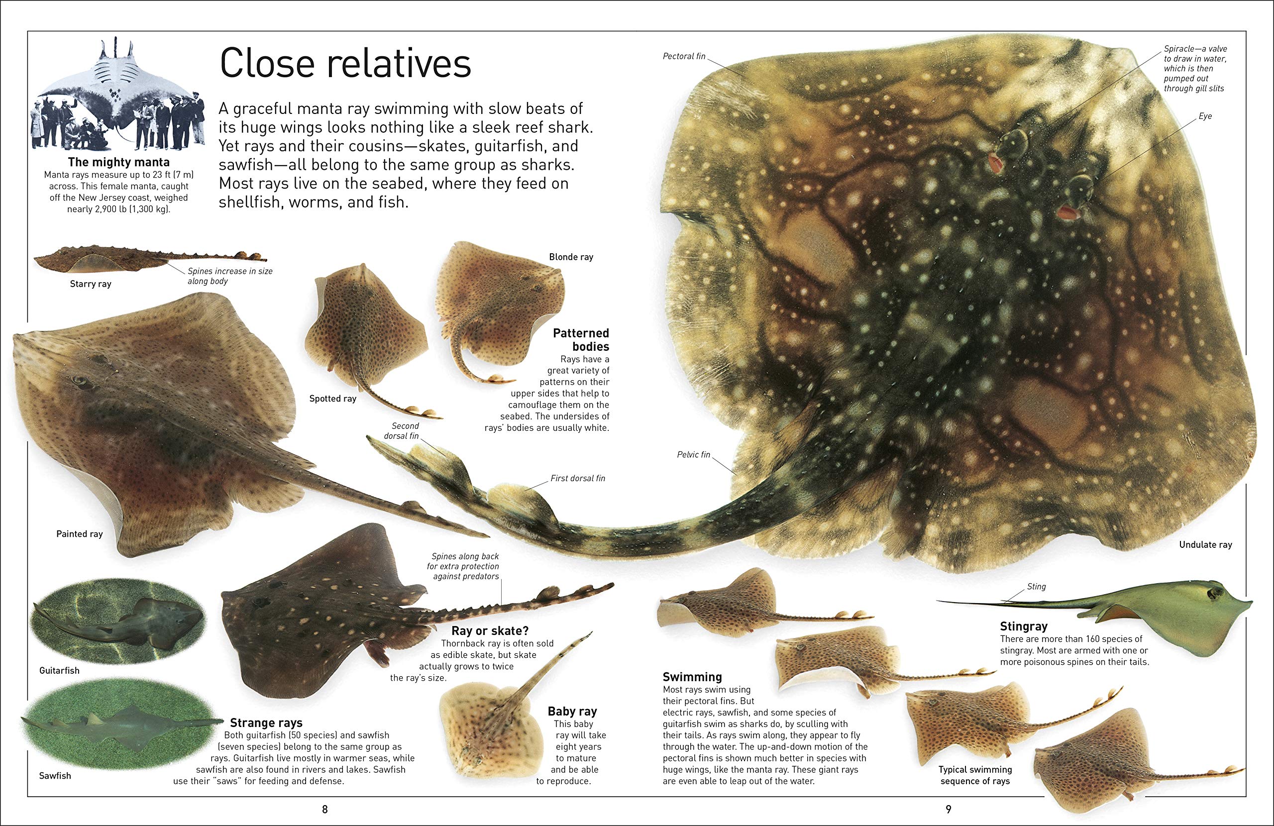 DK Eyewitness Books Shark by Dorling Kindersley 3