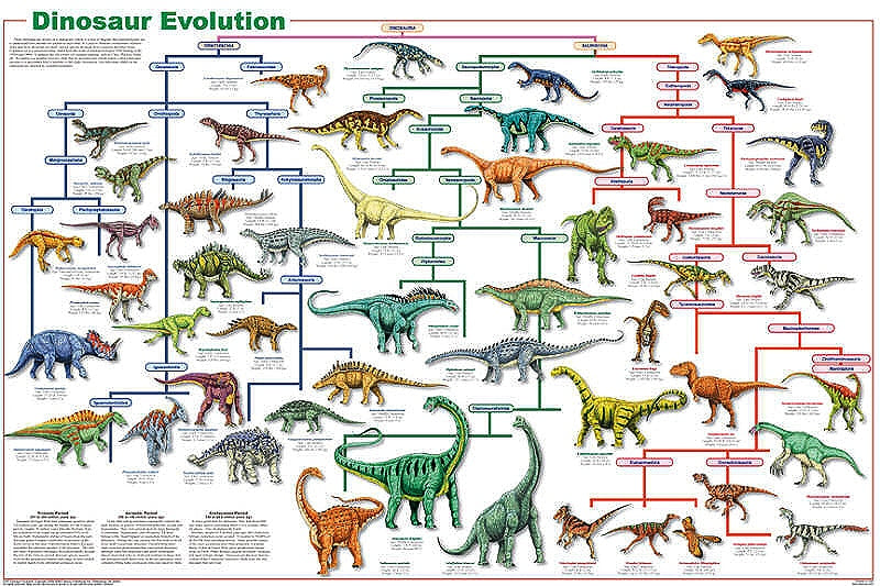 Dinosaur Evolution Laminated Poster by Feenixx