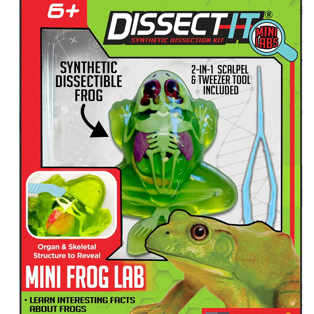 Dissect It Mini Lab - Frog – A2Z Science & Toys