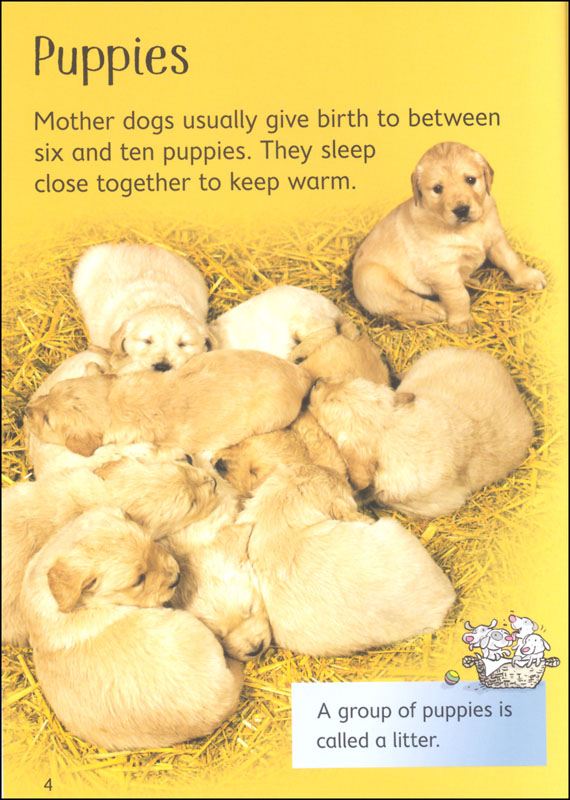 Dogs Usborne Beginners by Usborne 5