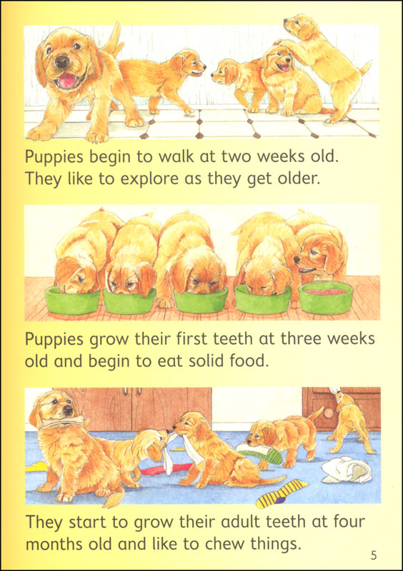 Dogs Usborne Beginners by Usborne 6