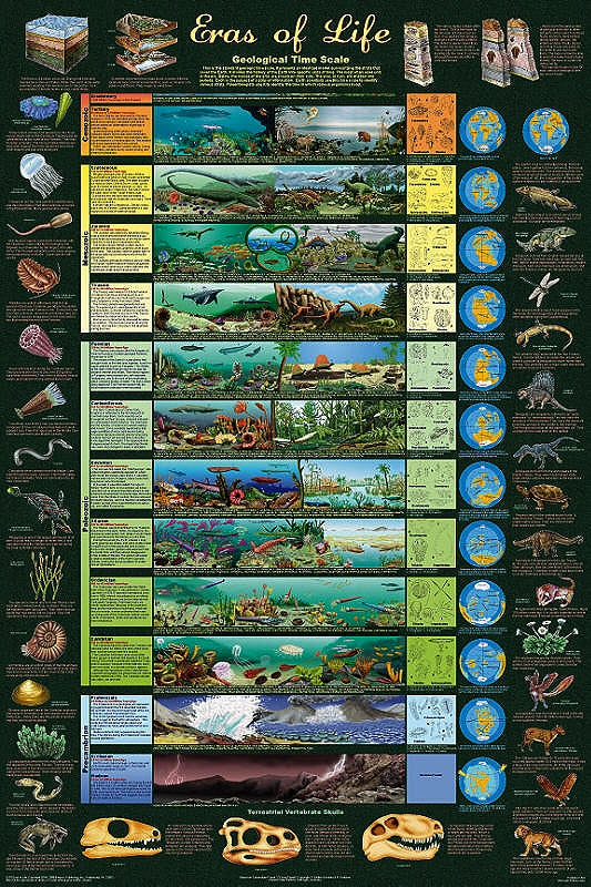 Eras of Life Geological Time Scale Laminated Poster by Feenixx