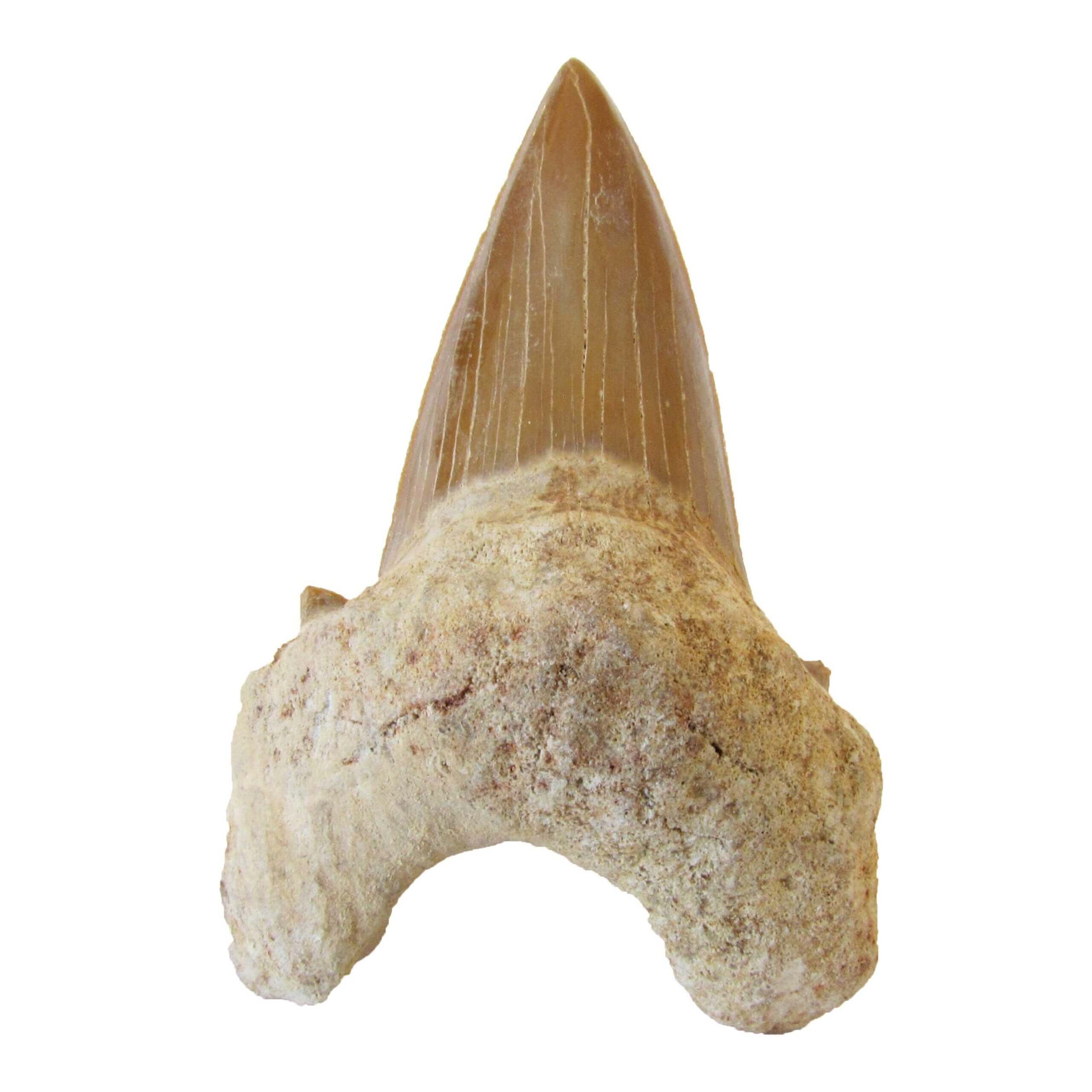 Fossilized Shark Tooth by A2Z Science scaled