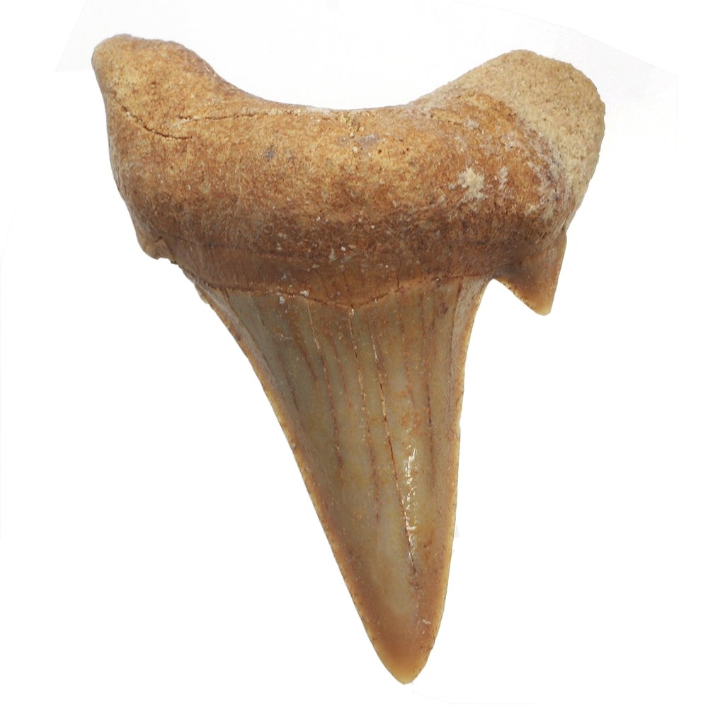 Fossilized Shark Tooth by A2Z Science
