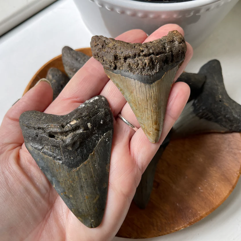Genuine Fossil Megalodon Tooth Average 3"-by-Crystal Cavern Imports