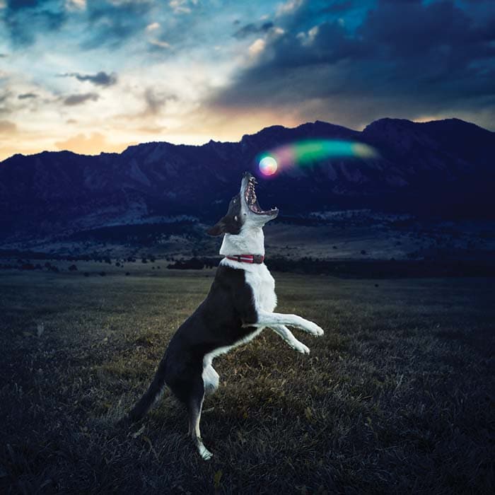 Glowstreak LED Ball for Dogs by Niteize 3