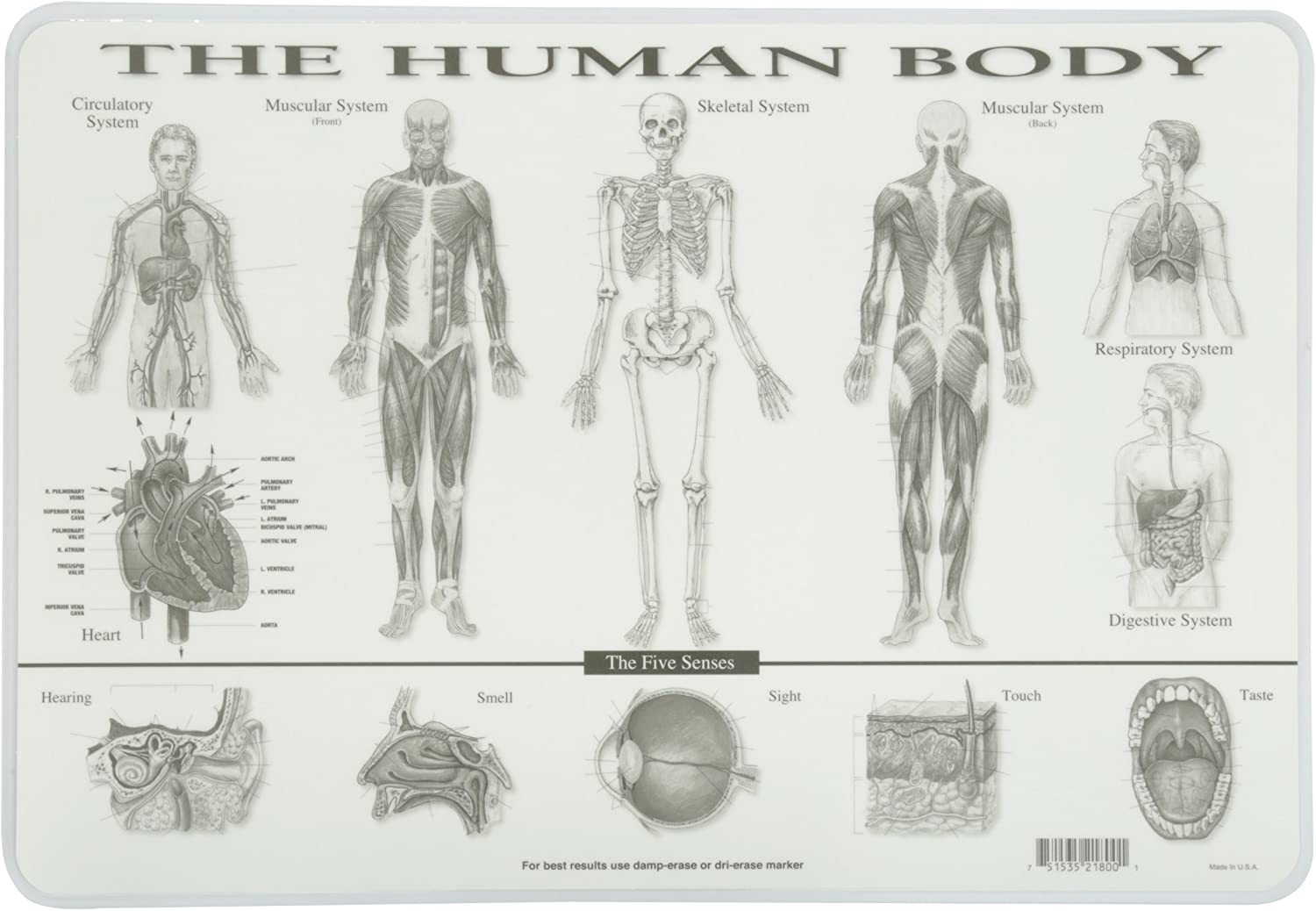 Human Body Placemat by Painless Learning 1