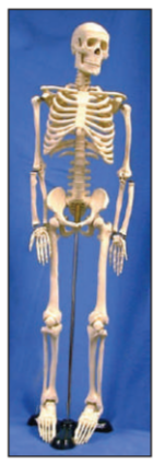 Human Skeleton Model 85cm by Supertek