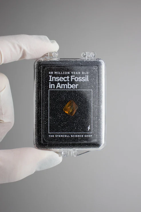 Insect Fossil in Amber-by-Stemcell Science