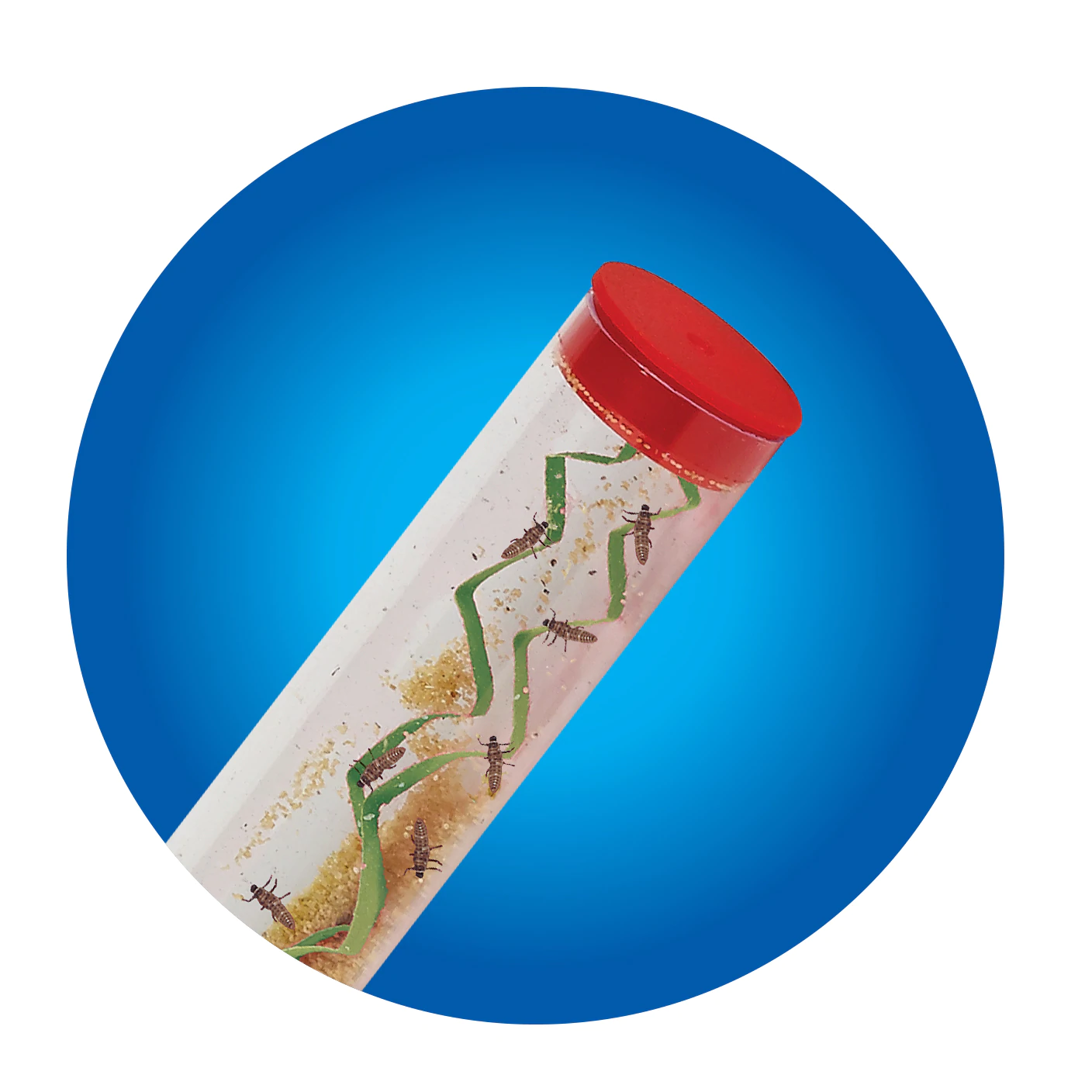 Ladybug Land by Insect Lore 5