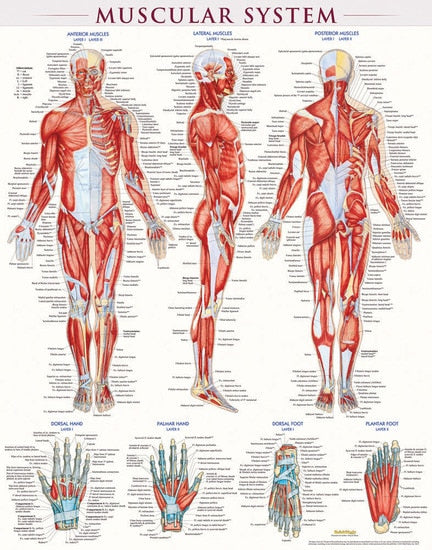 Laminated Muscular System Poster by BarCharts